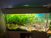 Juwel Aquarium 120 cm x 40 cm x 60 cm Bayern - Sontheim Vorschau