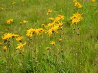 Echte Arnika - Arnica montana Heilpflanze Staude Pflanze Blumen Bayern - Veitshöchheim Vorschau