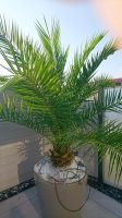 Grosse Palme mit oder ohne Pflanzkübel Ludwigslust - Landkreis - Ludwigslust Vorschau