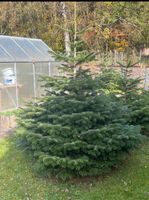 Christbaum - Nordmanntanne - Blaufichte - frisch geschlagen Bayern - Steinwiesen Vorschau