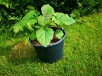 Paulownia tomentosa Baden-Württemberg - Wangen im Allgäu Vorschau