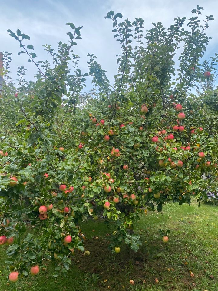 Bio Äpfel  aus Garten ungespitzt ungedüngt in Ostseebad Wustrow