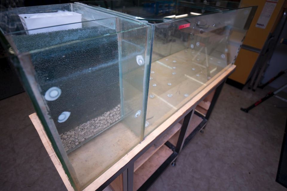 Aquarium, 420 Liter mit Unterschrank und Deckel (gebraucht) in Aichhalden