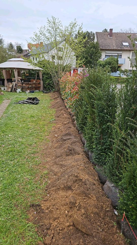 Gartenarbeit Hausmeisterservice  Baumfällung in Oppenheim