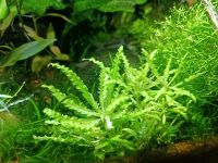 ☘️Pogostemon helferi Wasserpflanze Aquariumpflanze / 3€*☘️ Rheinland-Pfalz - Minfeld Vorschau