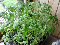 Tomatenpflanzen, Ananastomate, Tschernij Prinz, San Marzano Bayern - Dietfurt an der Altmühl Vorschau