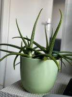 Schöne Aloe Vera Pflanze mit Topf Nürnberg (Mittelfr) - Südstadt Vorschau