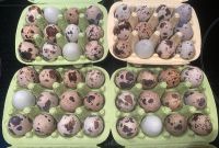 Verkaufe Wachtel Eier immer frische Wachteleier ☀️ Baden-Württemberg - Aldingen Vorschau
