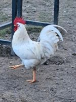 Wunderschöner weißer Hahn Mix-Junghahn Rhodeländer Sussex Niedersachsen - Vechta Vorschau