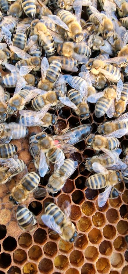 standbegattete Bienen Königin aus 2024 Carnica in Schlierbach