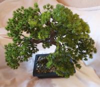 Japanischer Bonsai täuschend echt nach Kiefernart Bayern - Rennertshofen Vorschau