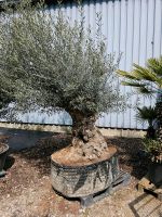 Olea Europaea Olivenbaum 130-160cm Umfang Nordrhein-Westfalen - Oer-Erkenschwick Vorschau