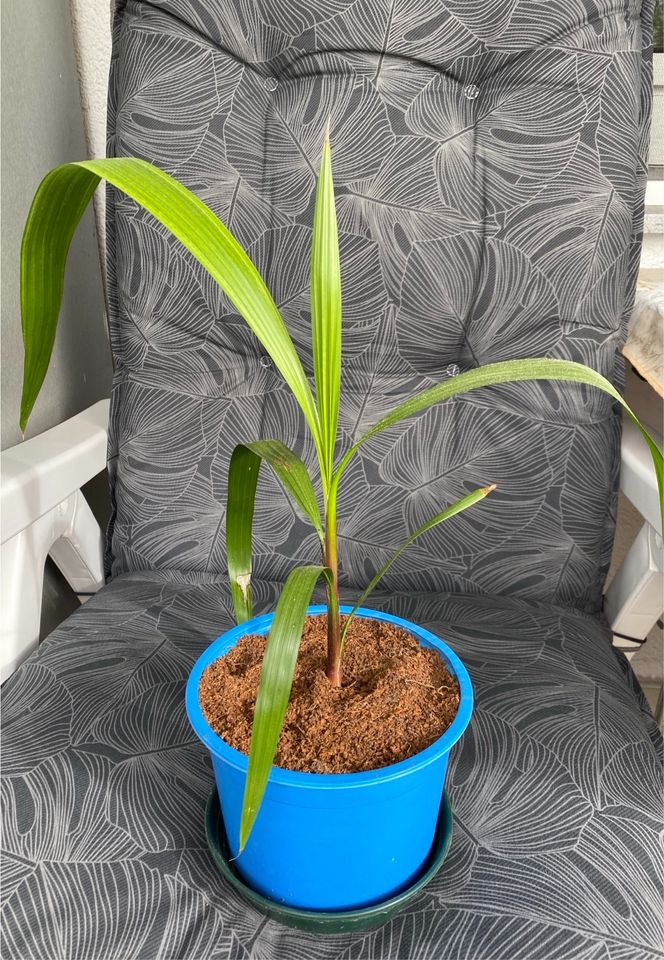 Waschingtonia robusta Palme 45 cm groß in Kelkheim