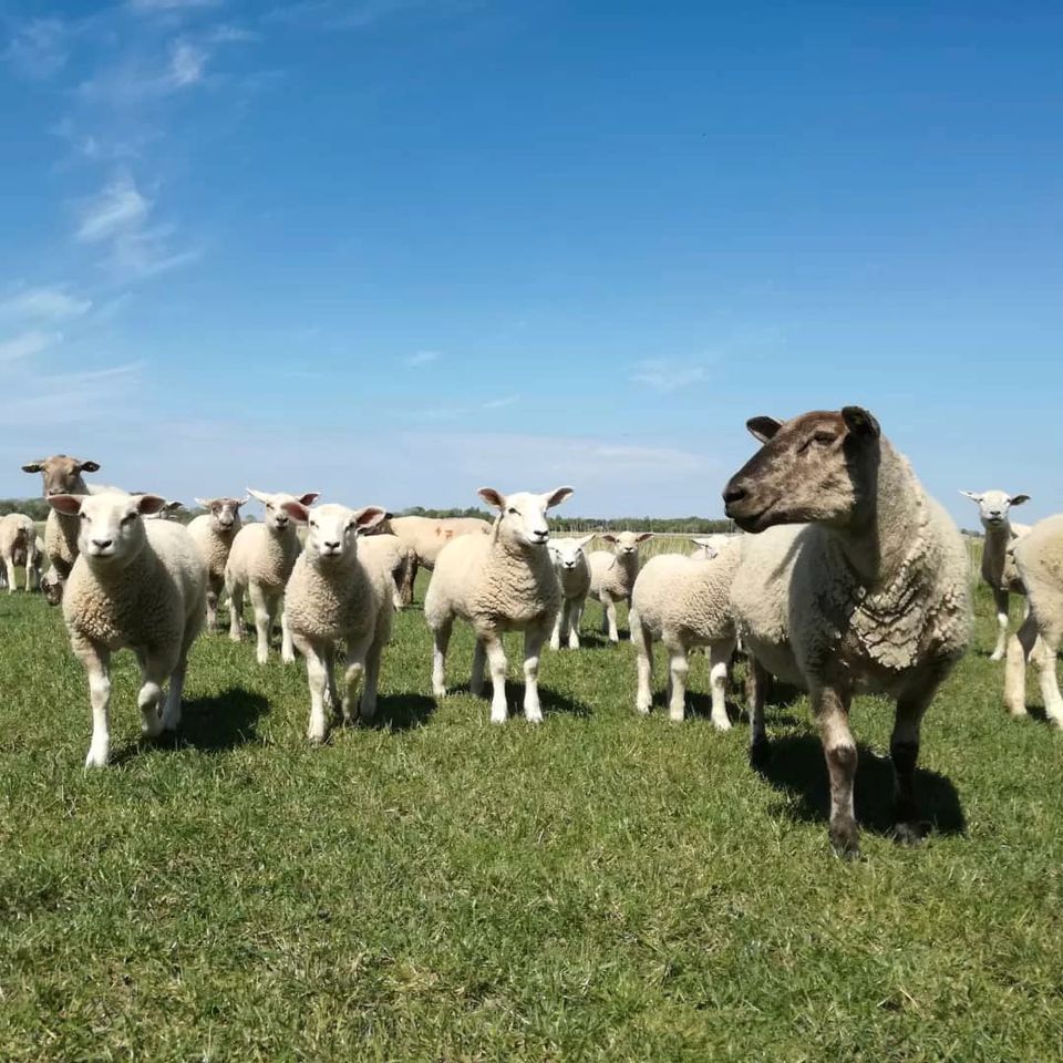 Wolldecken aus schleswig-holsteinischer Deichschafwolle Wolldecke Graphitgrau Wikingermuster regionale Schurwolle in Meggerdorf