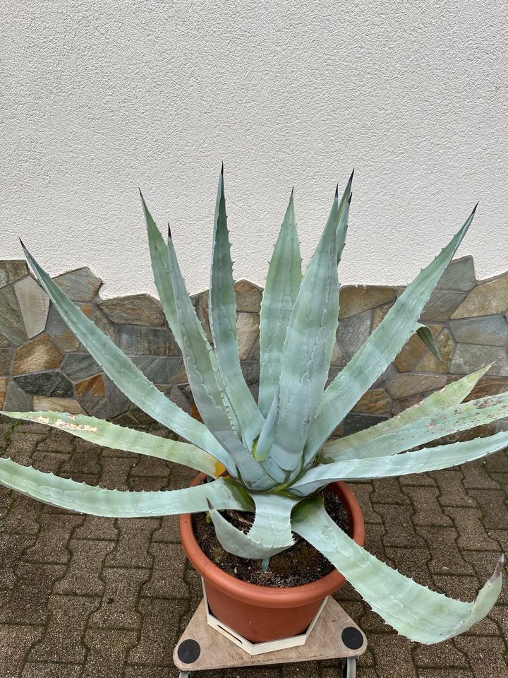 Agave Pflanze/ Kaktus groß in Hockenheim