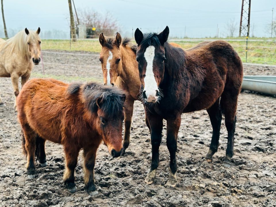 Shetlandpony Stute zu verkaufen in Bandelin