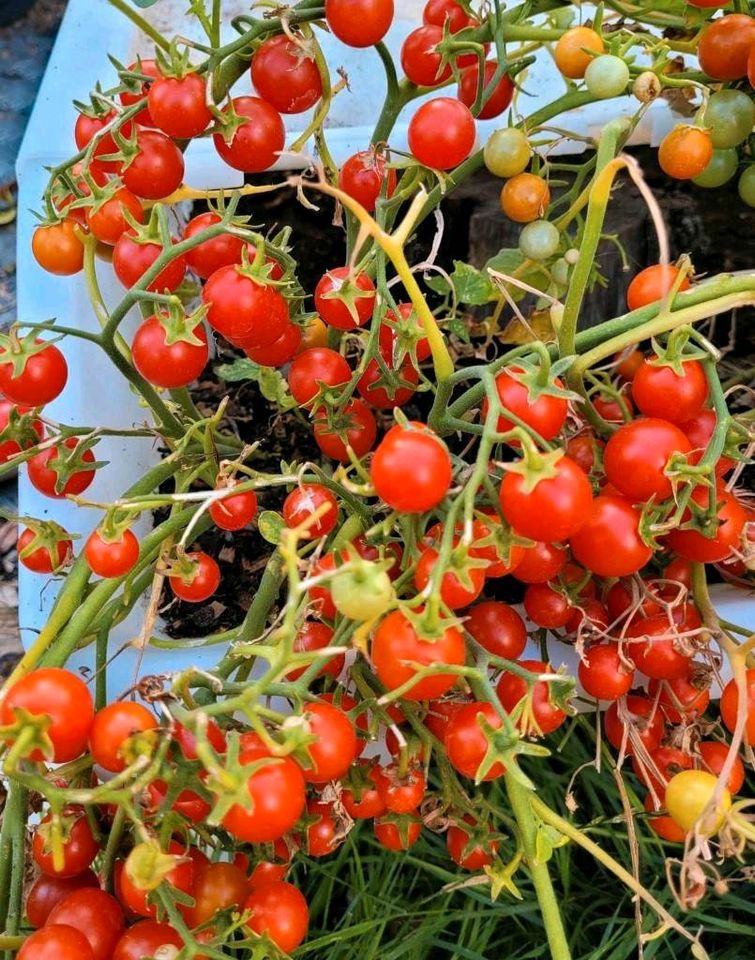 Wildtomaten Freiland Tomaten Tomatenpflanzen krautfäuleresistent in Berlin
