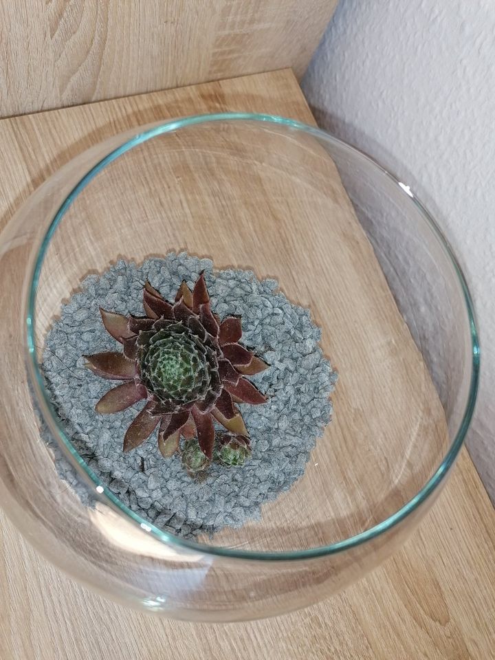 Deko Vase Glas mit Steingarten Pflanze ca.22cm hoch 18cm Ø in Hamm