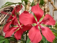 Verkaufe Scharlach Hibiskus (Hibiscus coccineus) Rarität Sachsen - Freital Vorschau