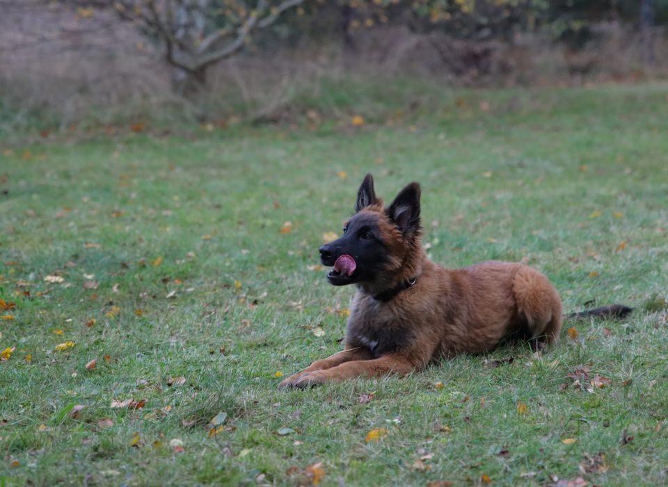 Hundetraining,Fährtenhundausbildung,Problemhundtraining in Westerau