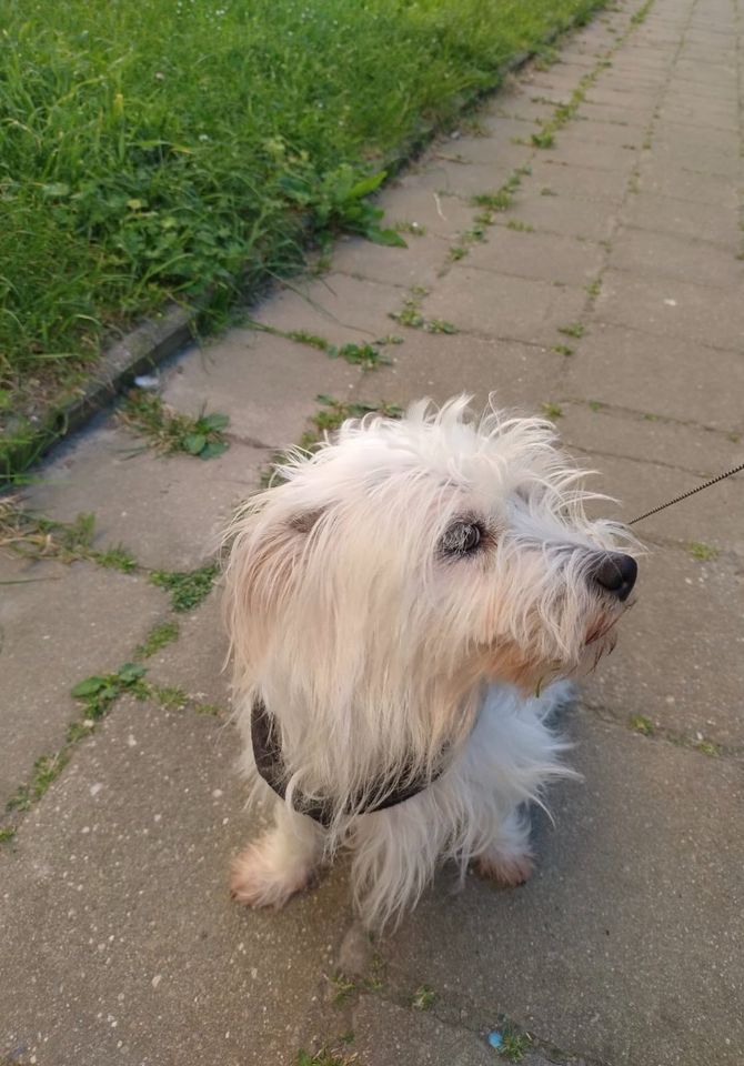 Kleiner, jünger Rüde (1 Jahr, 4kg), verspielt & herzlich in Berlin