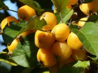 Zierapfel 'Butterball' große gelbe Früchte, befruchter Apfelbaum, Niedersachsen - Cloppenburg Vorschau