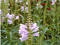 Gelenkblume Staude hellrosa Brandenburg - Potsdam Vorschau