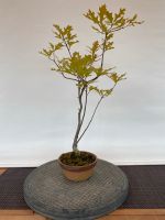 Bonsai Jungpflanze Scharlacheiche VB. Nordrhein-Westfalen - Ahaus Vorschau