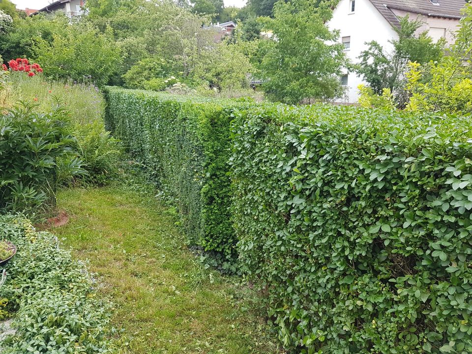 Gartenpflege/Neuanlegung/Hecke schneiden/ Rasenmähen in Eschborn