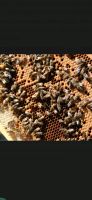 Bienenvolk/Bienenableger Sachsen - Crimmitschau Vorschau