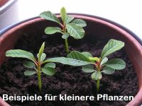 Samen/Pflanze Spuckpalme MadagaskarJuwel EuphorbiaLeuconeura ab4 Nordrhein-Westfalen - Krefeld Vorschau