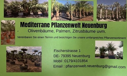 Logo von Mediterrane Pflanzenwelt 