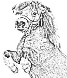 Logo von Pferdezubehör