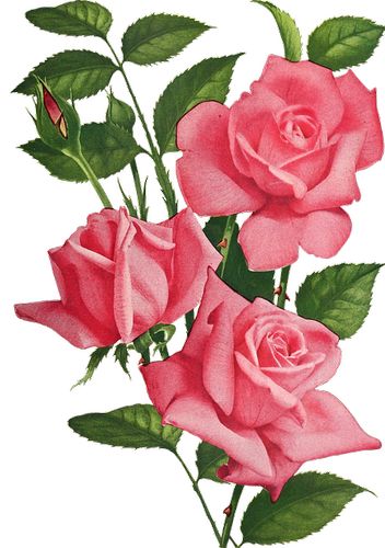 Logo von Eszperra-Shop